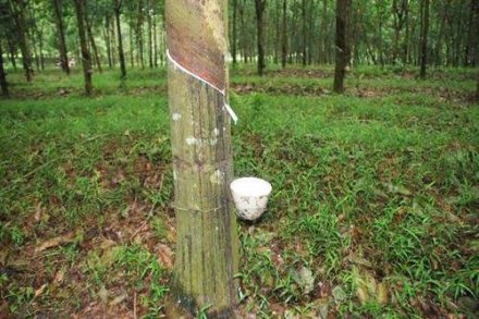 天然橡膠生膠縐片機對物料產生輥壓、剪切，從而使物料壓薄、表面起皺